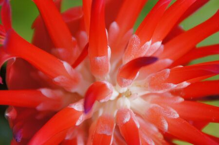 A beautiful exotic flower growing in a botanical garden on the Spanish island of Tenerife on a...