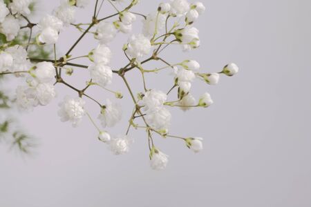 beautiful white small flower on a branch on a light backgroundの写真素材