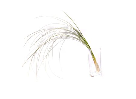 beautiful green shoots of grass plants on a white background in a glassの写真素材