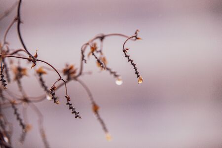 beautiful raindrops on a branch of a leafless tree in close-up in Januaryの写真素材