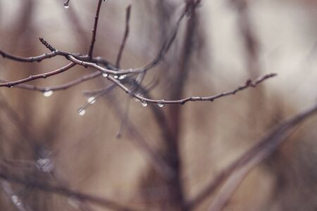 beautiful raindrops on a branch of a leafless tree in close-up in Januaryの写真素材