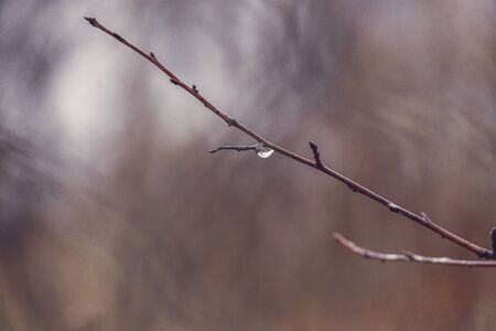 beautiful raindrops on a branch of a leafless tree in close-up in January