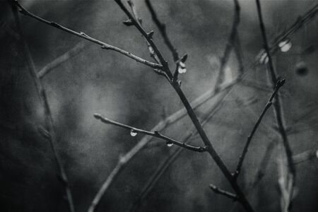 beautiful raindrops on a branch of a leafless tree in close-up in Januaryの写真素材