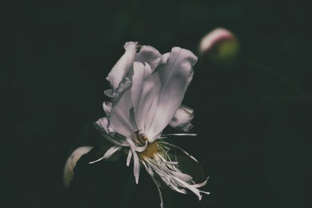 beautiful white peony on a dark background in closeupの写真素材