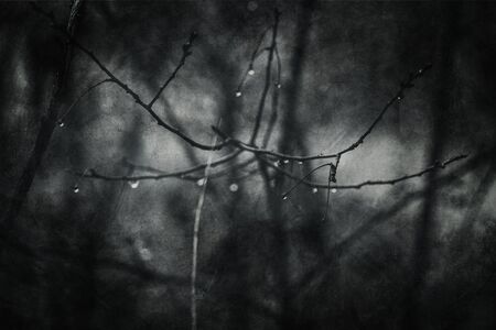 beautiful raindrops on a branch of a leafless tree in close-up in Januaryの写真素材