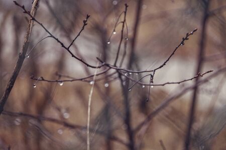 beautiful raindrops on a branch of a leafless tree in close-up in Januaryの写真素材