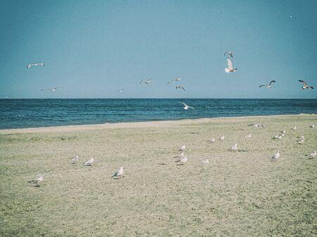 beautiful calm sea landscape on the beach of the Baltic Sea in Poland with seagulls on a sunny dayの写真素材