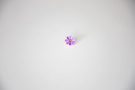 small purple lilac flowers lying on a white isolated background in close-upの写真素材