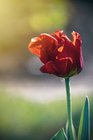 beautiful  red tulip with water droplets in the gardenの写真素材