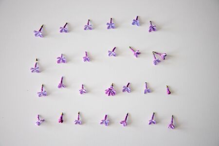 small purple lilac flowers lying on a white isolated background in close-upの写真素材