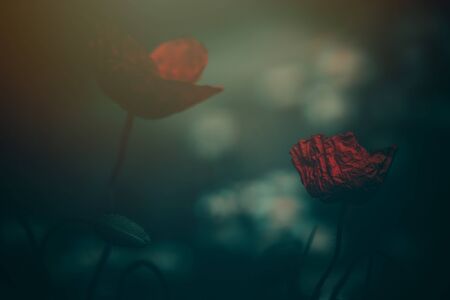 beautiful red poppy on a green background in the sunshineの写真素材