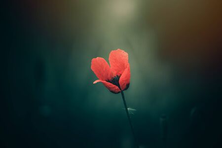beautiful red poppy on a green background in the sunshineの写真素材