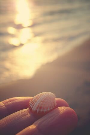 a small white shell on the fingers of the hands against the background of the sea during sunset