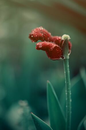 red tulip bloomed in the spring gardenの写真素材