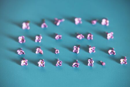 small purple lilac flowers lying on a turquoise background