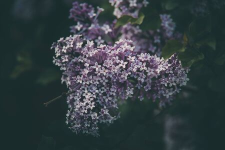 beautiful purple lilac among the green leaves on the bush in the spring gardenの写真素材
