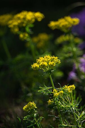yellow flowers of spring in the sunshine in the garden