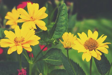 beautiful yellow flowers growing in the garden among green foliage background on a warm summer day in close-upの写真素材