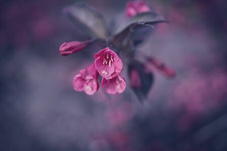 beautiful bush with pink flowers in close-up