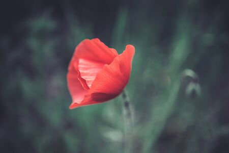 beautiful red poppy on a green background in the natural environmentの写真素材