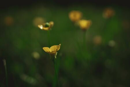 beautiful yellow spring flower on a background of green meadow in a natural habitatの写真素材