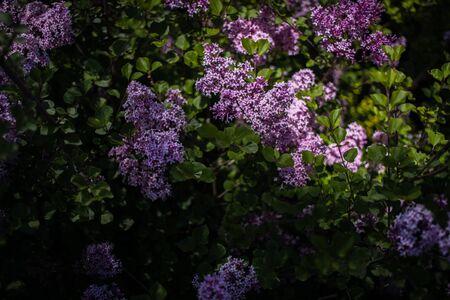 beautiful purple lilac among the green leaves on the bush in the spring garden