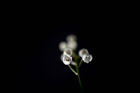 beautiful little white lily of the valley sprig on a black smooth backgroundの写真素材