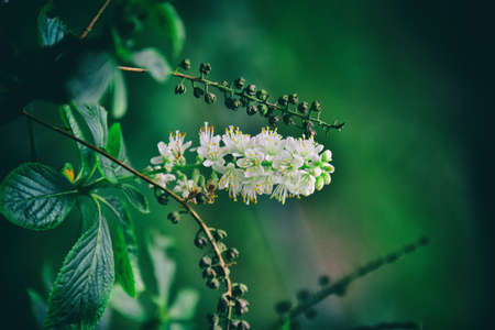 beautiful white flower on a green background in the natural environment