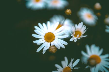 beautiful white camomiles on a green meadow background in a natural environmentの写真素材