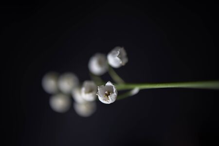 beautiful little white lily of the valley sprig on a black smooth backgroundの写真素材