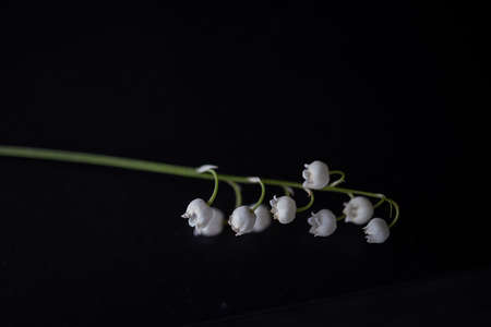 beautiful little white lily of the valley sprig on a black smooth backgroundの写真素材