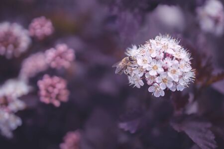 beautiful bright creamy flower on a background of purple leaves of a bush in close-up with bee
