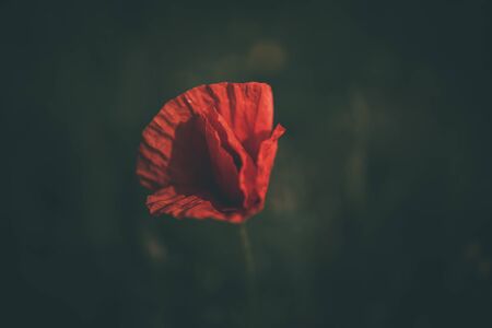 beautiful red poppy on a green background in the natural environmentの写真素材