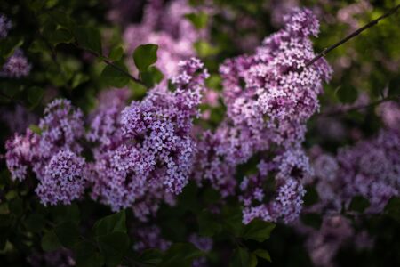 beautiful purple lilac among the green leaves on the bush in the spring gardenの写真素材