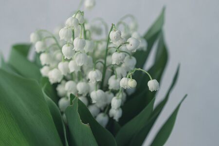 beautiful lily of the valley bouquet with on a background of green leaves
