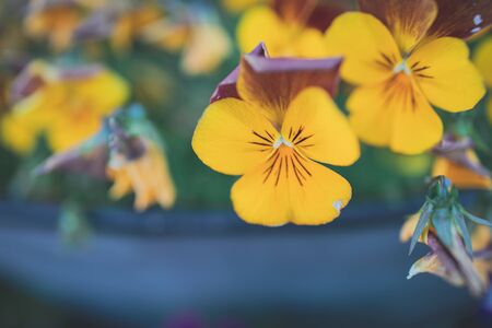 beautiful background with spring colored pansies in close-up