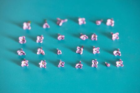 small purple lilac flowers lying on a turquoise background