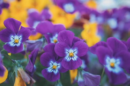 beautiful background with spring colored pansies in close-upの写真素材