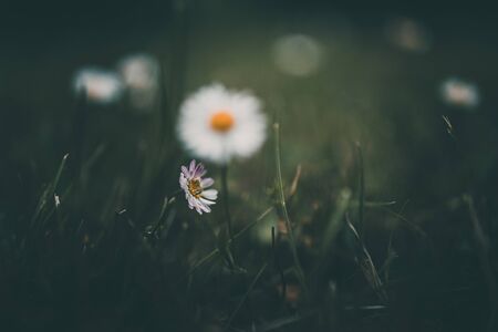 beautiful white small daisy on the background of green grass in the garden