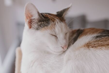 beautiful cute little white-red sleeping cat in closeupの写真素材