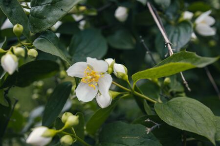 beautiful white small jasmine flower on the bush in the gardenの写真素材