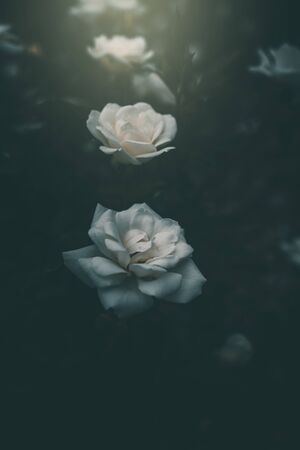 beautiful white little rose on the bush in the gardenの写真素材