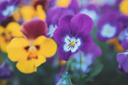 beautiful background with spring colored pansies in close-upの写真素材