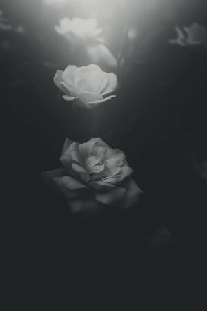 beautiful white little rose on the bush in the gardenの写真素材