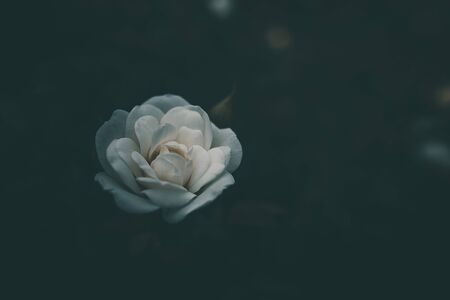 beautiful white little rose on the bush in the gardenの写真素材