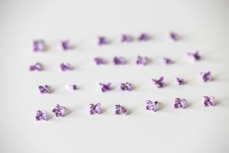 small purple lilac flowers lying on a white isolated background in close-up