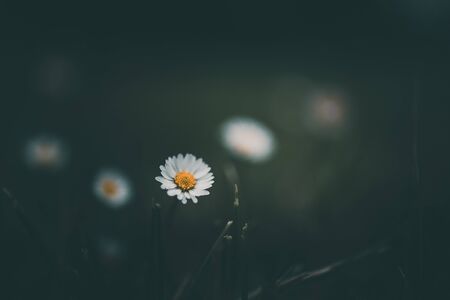 beautiful white small daisy on the background of green grass in the gardenの写真素材