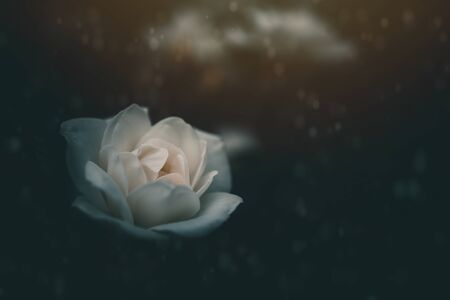 beautiful white little rose on the bush in the garden