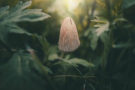 small wild mushroom among green grass in closeup in the sunshine