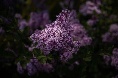 beautiful purple lilac among the green leaves on the bush in the spring gardenの写真素材